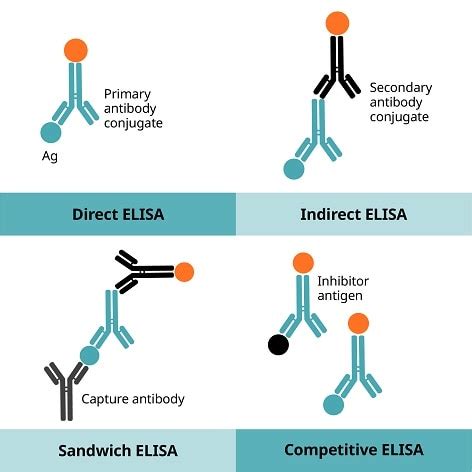 elisa test exam questions|elisa test positive means.